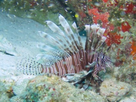 Lionfish IMG 6405